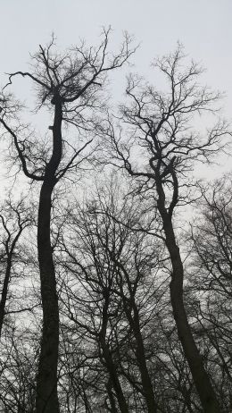 bare trees, cloudy Wallpaper 2231x3968
