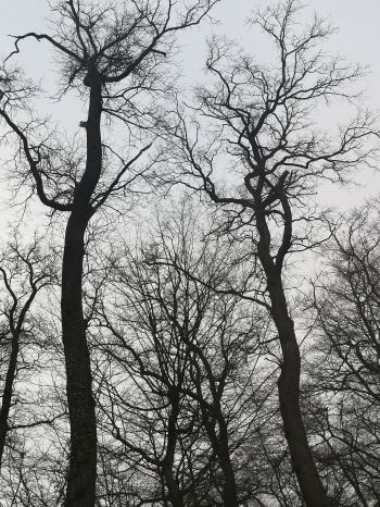 Обои 1620x2160 голые деревья, пасмурно