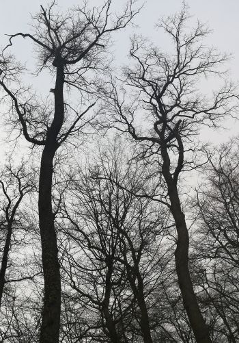 Обои 1668x2388 голые деревья, пасмурно