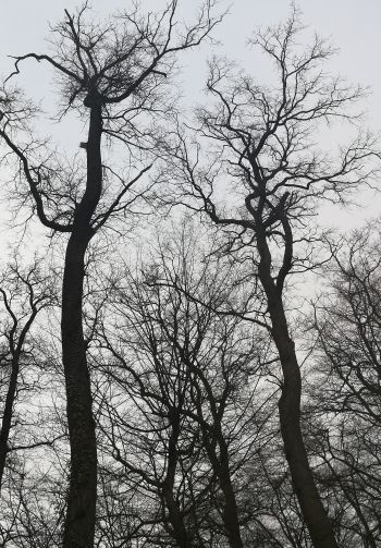 bare trees, cloudy Wallpaper 1640x2360