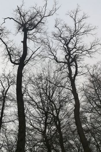 Обои 640x960 голые деревья, пасмурно
