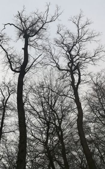 Обои 1200x1920 голые деревья, пасмурно