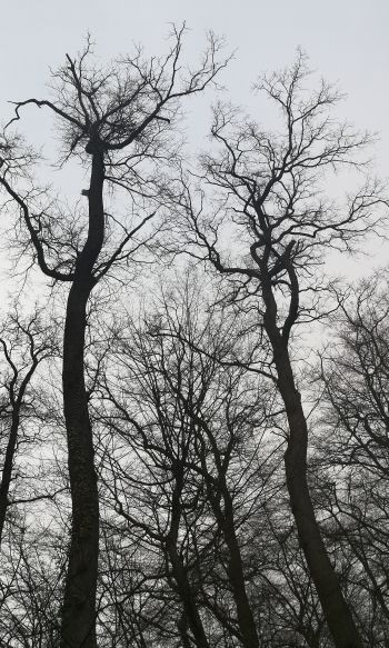 Обои 1200x2000 голые деревья, пасмурно