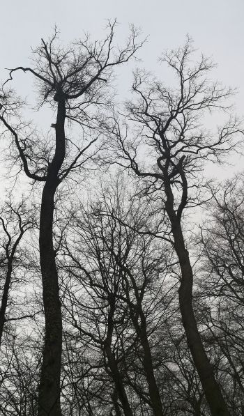 Обои 600x1024 голые деревья, пасмурно