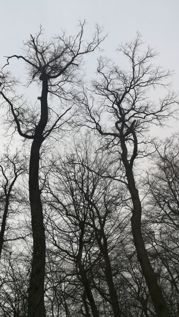 Обои 640x1136 голые деревья, пасмурно