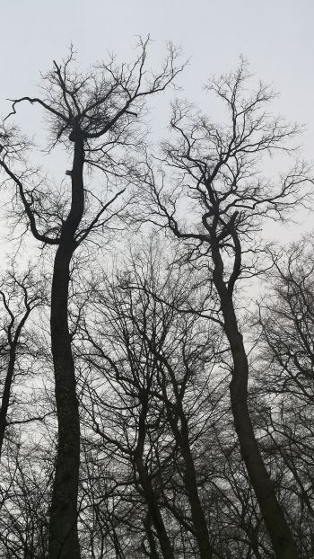 Обои 750x1334 голые деревья, пасмурно