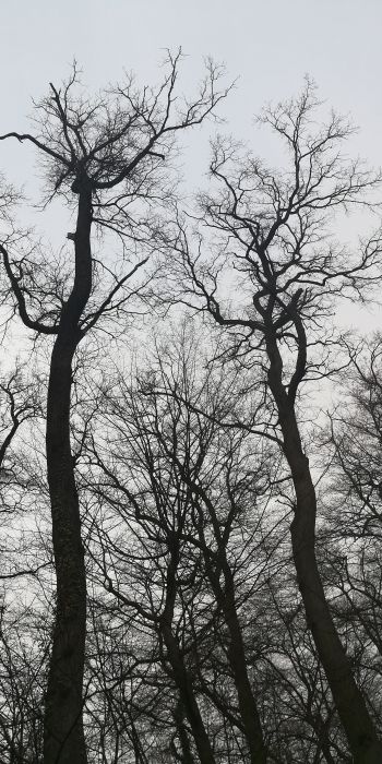 Обои 720x1440 голые деревья, пасмурно