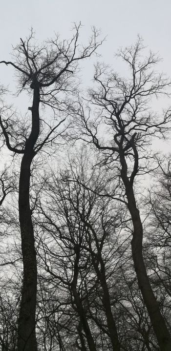 Обои 1080x2220 голые деревья, пасмурно