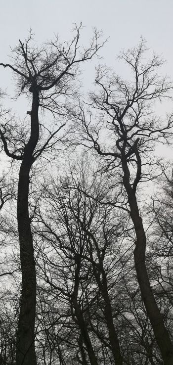 Обои 1440x3040 голые деревья, пасмурно