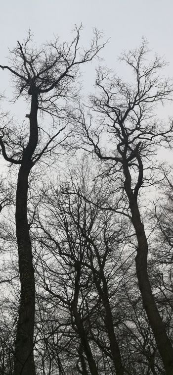Обои 1125x2436 голые деревья, пасмурно