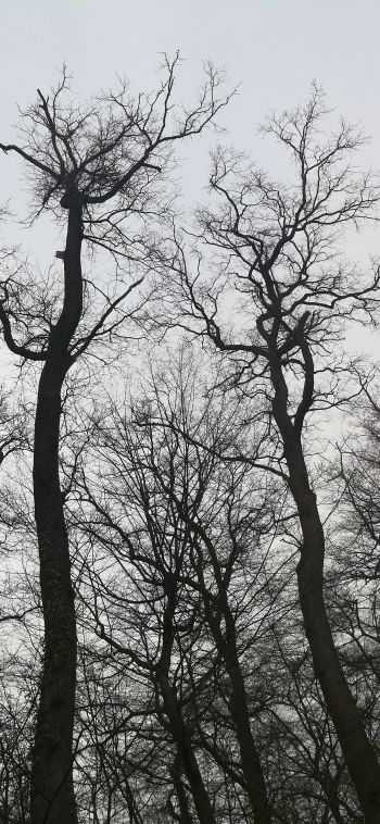 bare trees, cloudy Wallpaper 1080x2340
