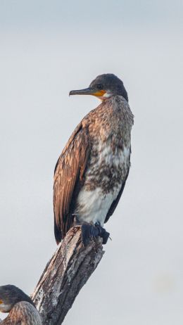 cormorant, bird, of nature Wallpaper 1440x2560
