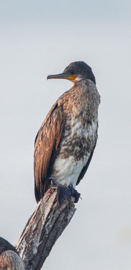 cormorant, bird, of nature Wallpaper 1440x2960