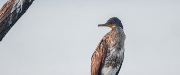 cormorant, bird, of nature Wallpaper 2560x1080