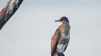 cormorant, bird, of nature Wallpaper 3840x2160