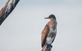 cormorant, bird, of nature Wallpaper 2560x1600