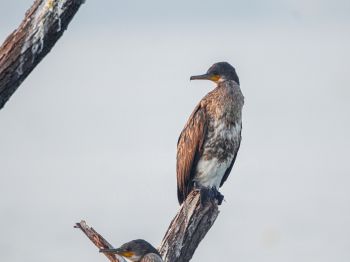 cormorant, bird, of nature Wallpaper 800x600