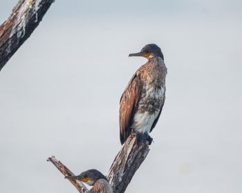 cormorant, bird, of nature Wallpaper 1280x1024