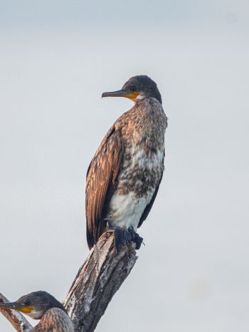 cormorant, bird, of nature Wallpaper 2048x2732