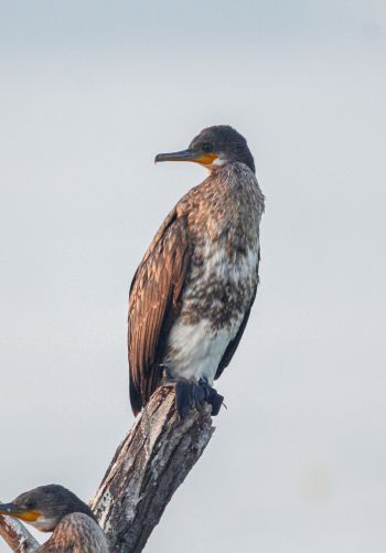 cormorant, bird, of nature Wallpaper 1668x2388