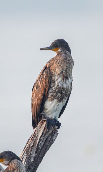 cormorant, bird, of nature Wallpaper 1200x2000