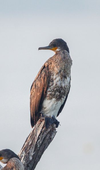cormorant, bird, of nature Wallpaper 600x1024