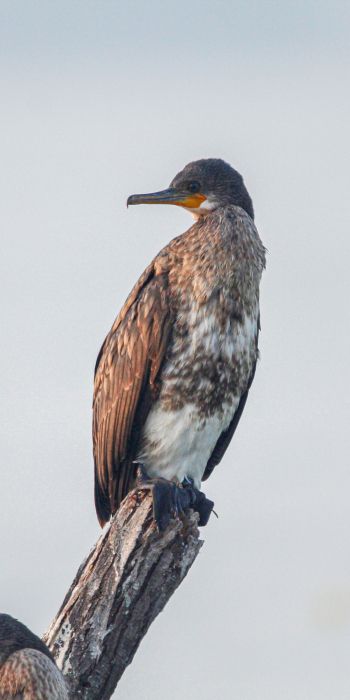 cormorant, bird, of nature Wallpaper 720x1440