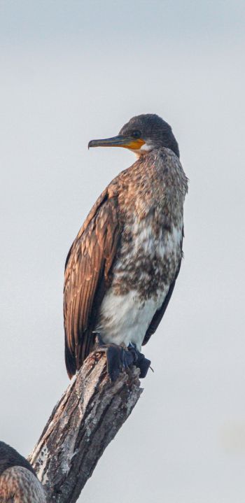 cormorant, bird, of nature Wallpaper 1440x2960