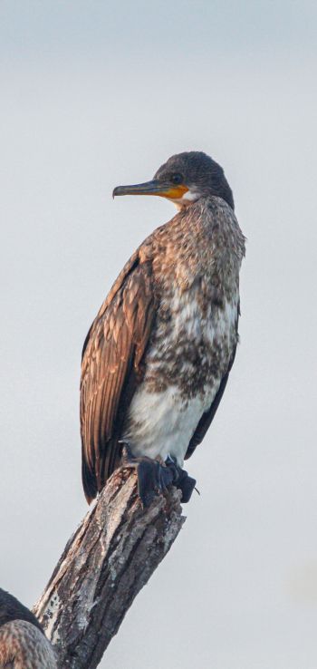 cormorant, bird, of nature Wallpaper 1080x2280