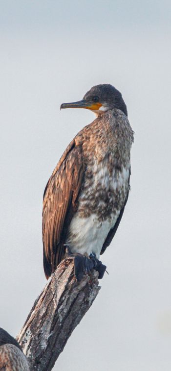 cormorant, bird, of nature Wallpaper 1125x2436