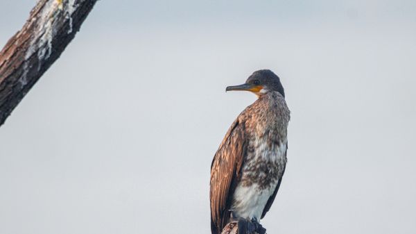 cormorant, bird, of nature Wallpaper 2560x1440