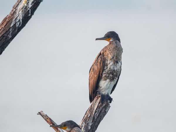 cormorant, bird, of nature Wallpaper 1024x768