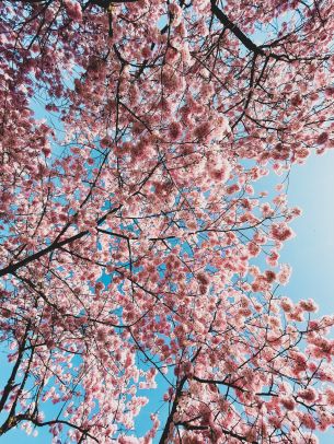 sakura, apple tree, bloom Wallpaper 1668x2224
