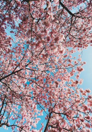 sakura, apple tree, bloom Wallpaper 1640x2360