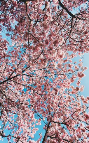 sakura, apple tree, bloom Wallpaper 1752x2800