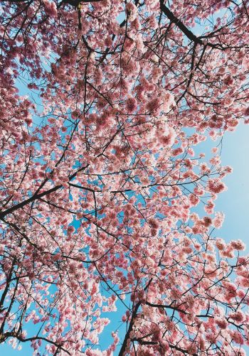 sakura, apple tree, bloom Wallpaper 1668x2388