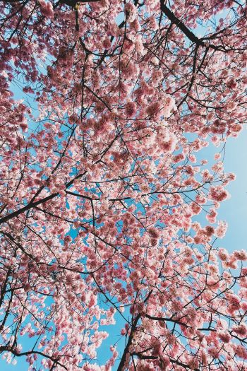sakura, apple tree, bloom Wallpaper 640x960