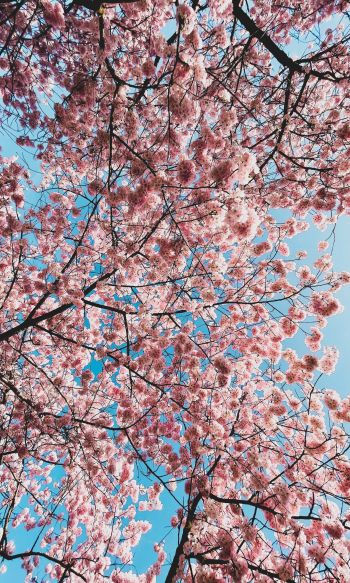 sakura, apple tree, bloom Wallpaper 1200x2000
