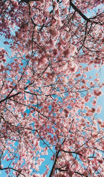 sakura, apple tree, bloom Wallpaper 600x1024