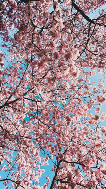 sakura, apple tree, bloom Wallpaper 750x1334