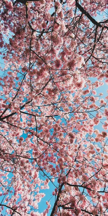 sakura, apple tree, bloom Wallpaper 720x1440