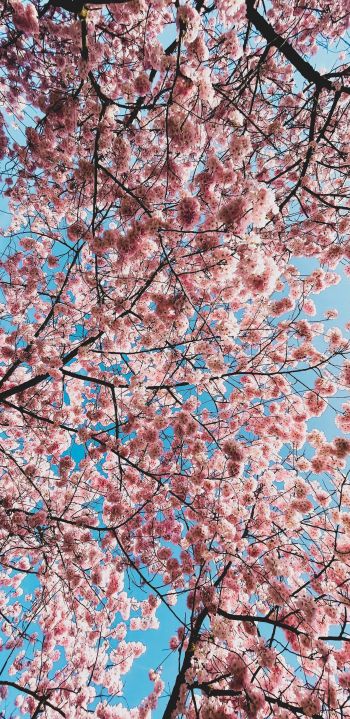 sakura, apple tree, bloom Wallpaper 1080x2220