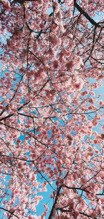 sakura, apple tree, bloom Wallpaper 720x1520