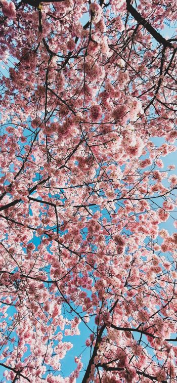 sakura, apple tree, bloom Wallpaper 1170x2532