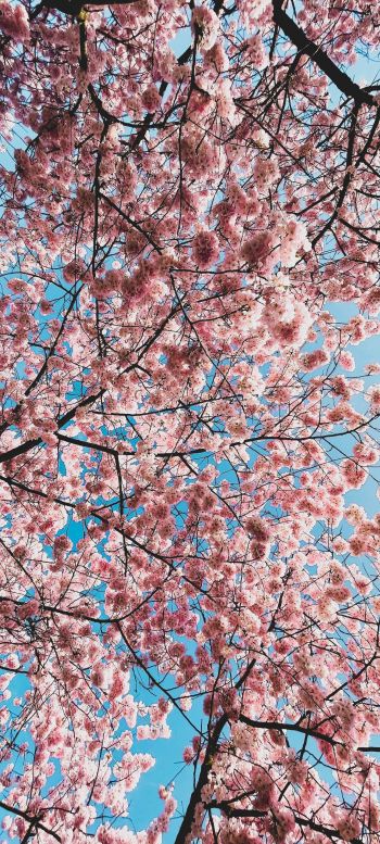 sakura, apple tree, bloom Wallpaper 720x1600