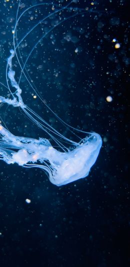 ocean, jellyfish Wallpaper 1080x2220