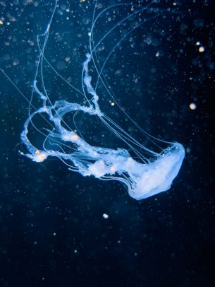 ocean, jellyfish Wallpaper 1620x2160
