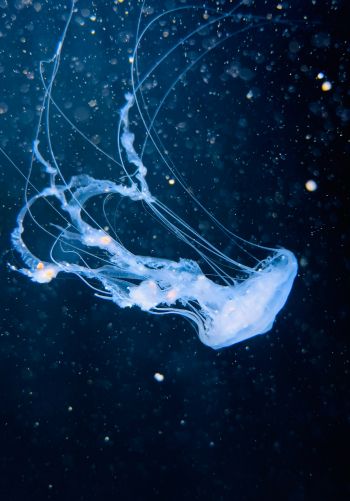 ocean, jellyfish Wallpaper 1668x2388