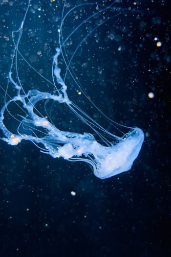 ocean, jellyfish Wallpaper 640x960