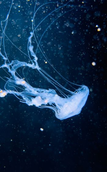 ocean, jellyfish Wallpaper 1752x2800
